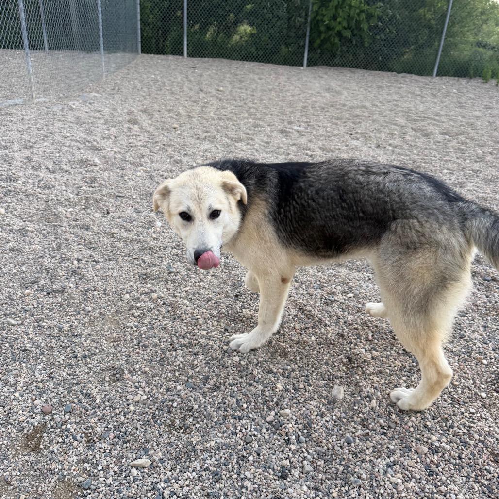 Enlarge Kobuk, a Adoptable German Shepherd Dog in Detroit Lakes, MN image 2/5