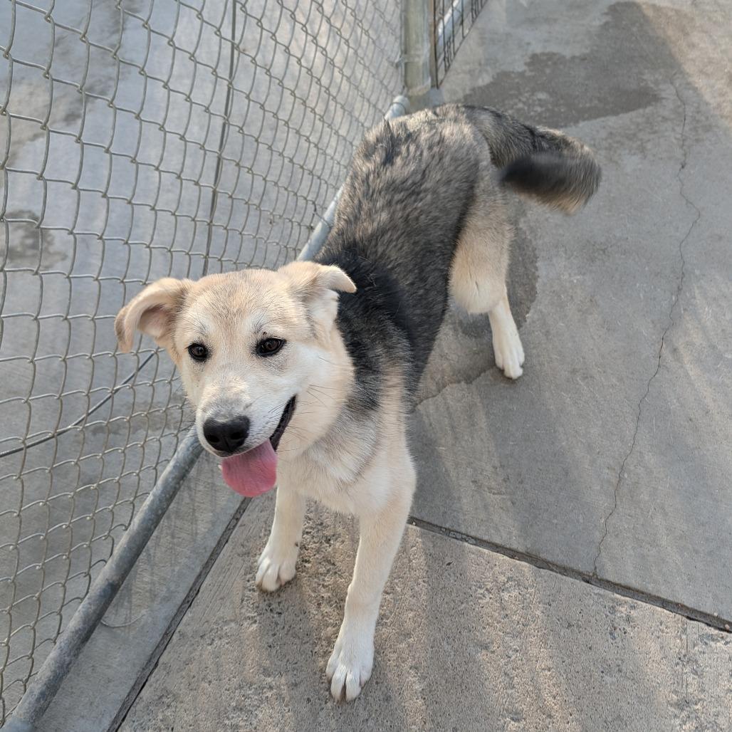 Enlarge Kobuk, a Adoptable German Shepherd Dog in Detroit Lakes, MN image 2/2