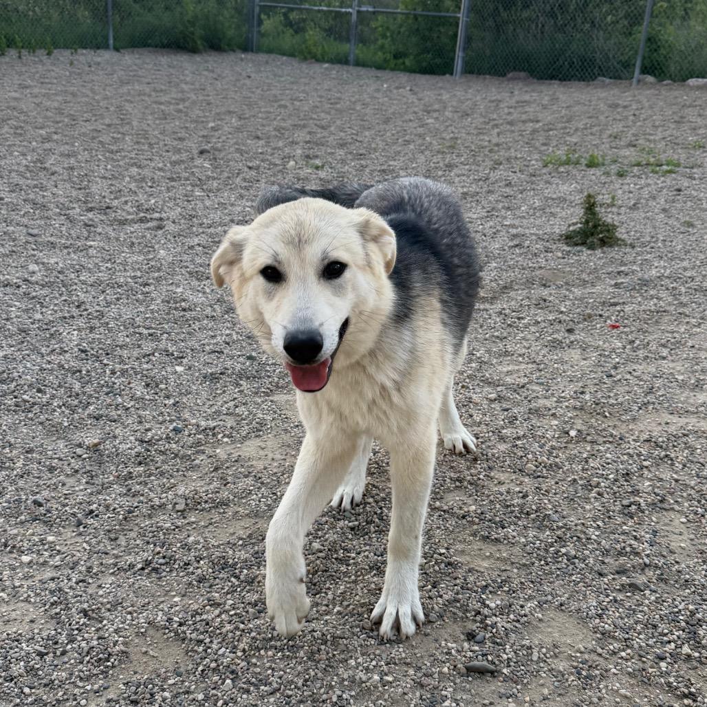 Enlarge Kobuk, a Adoptable German Shepherd Dog in Detroit Lakes, MN image 4/5
