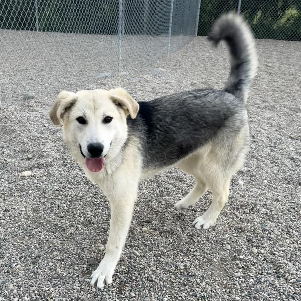 Enlarge Kobuk, a Adoptable German Shepherd Dog in Detroit Lakes, MN image 5/5