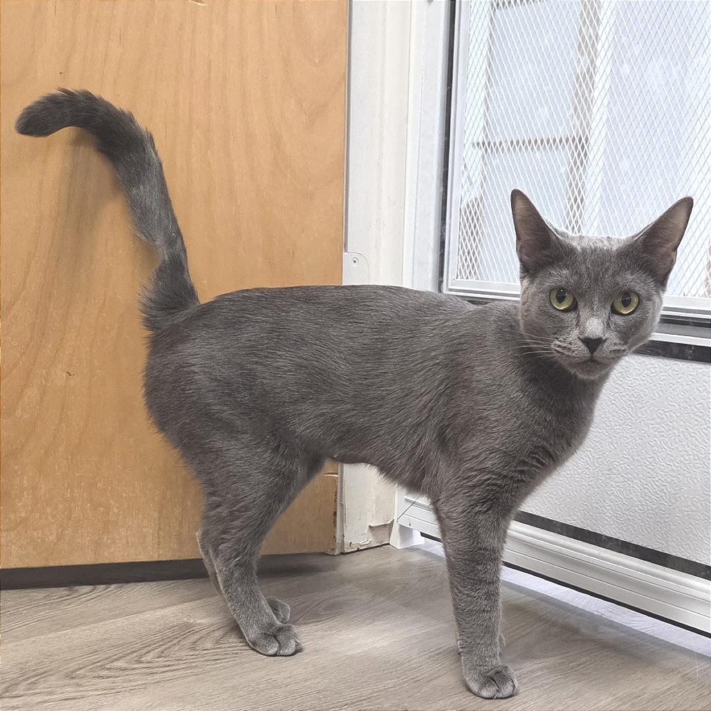 Norah, Adoptable, Young Female Domestic Short Hair.