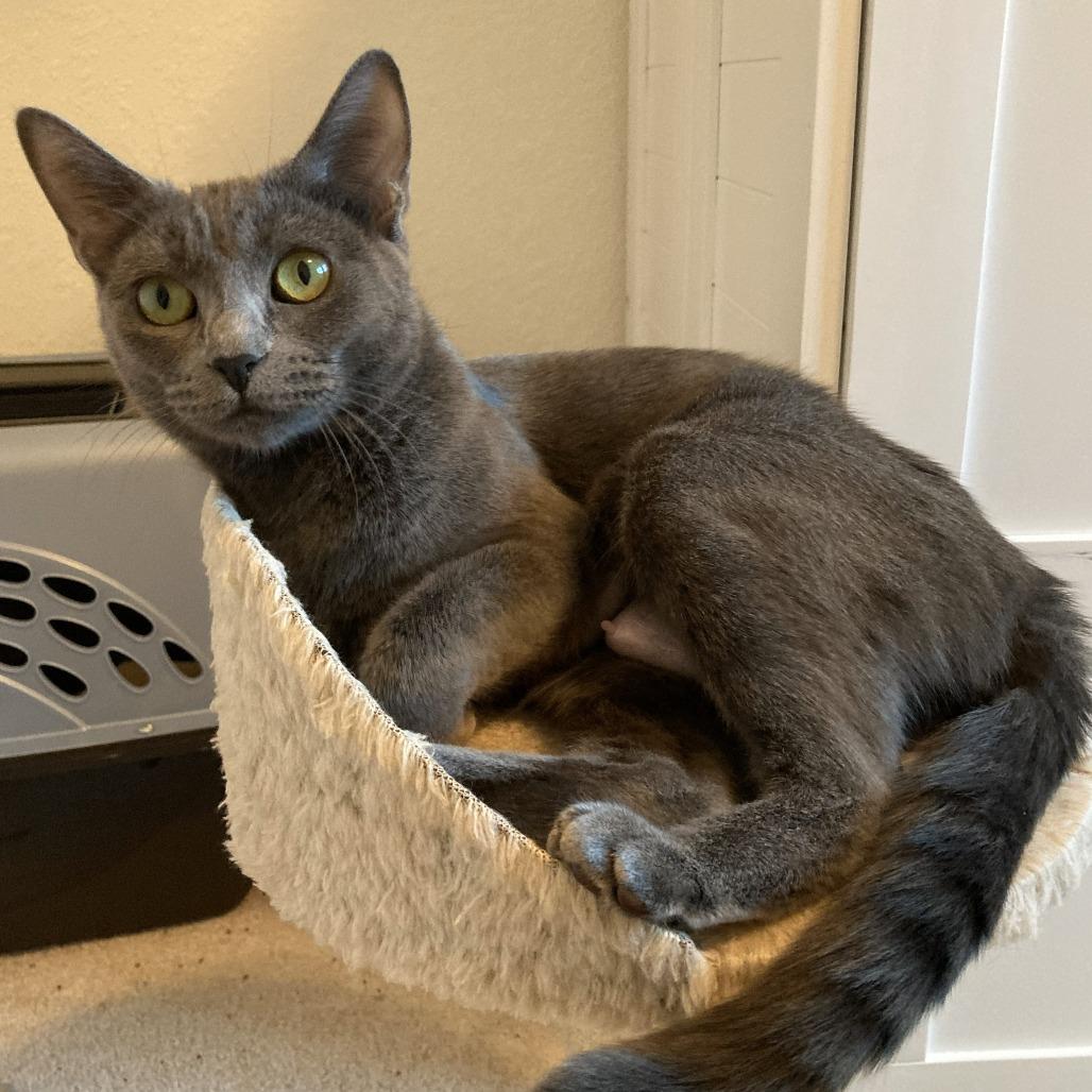 Norah, Adoptable, Young Female Domestic Short Hair.