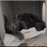 Norah, a Adoptable Domestic Short Hair in Pleasant Hill, CA image 2/6