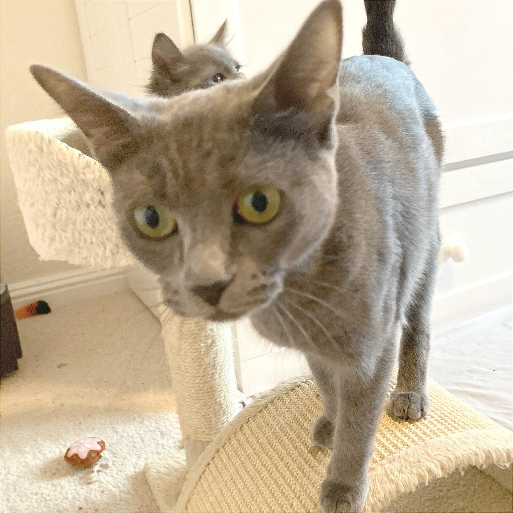 Norah, a Adoptable Domestic Short Hair in Pleasant Hill, CA image 3/6