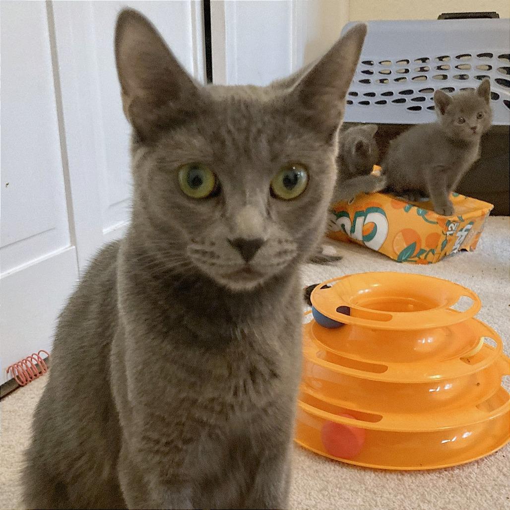 Norah, a Adoptable Domestic Short Hair in Pleasant Hill, CA image 4/6