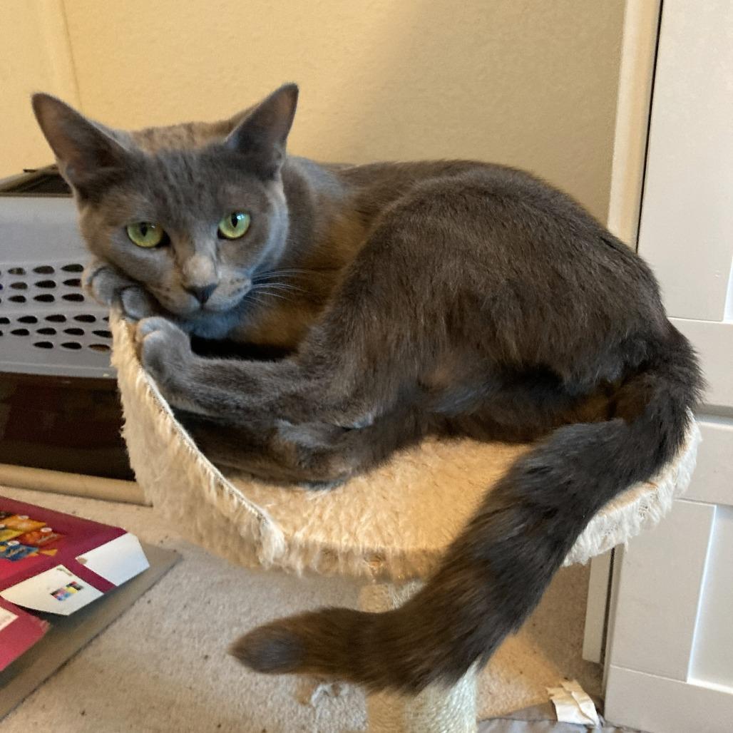 Norah, a Adoptable Domestic Short Hair in Pleasant Hill, CA image 5/6