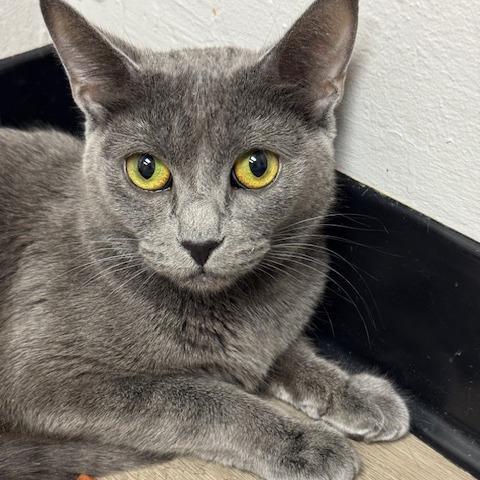 Norah, a Adoptable Domestic Short Hair in Pleasant Hill, CA image 6/6