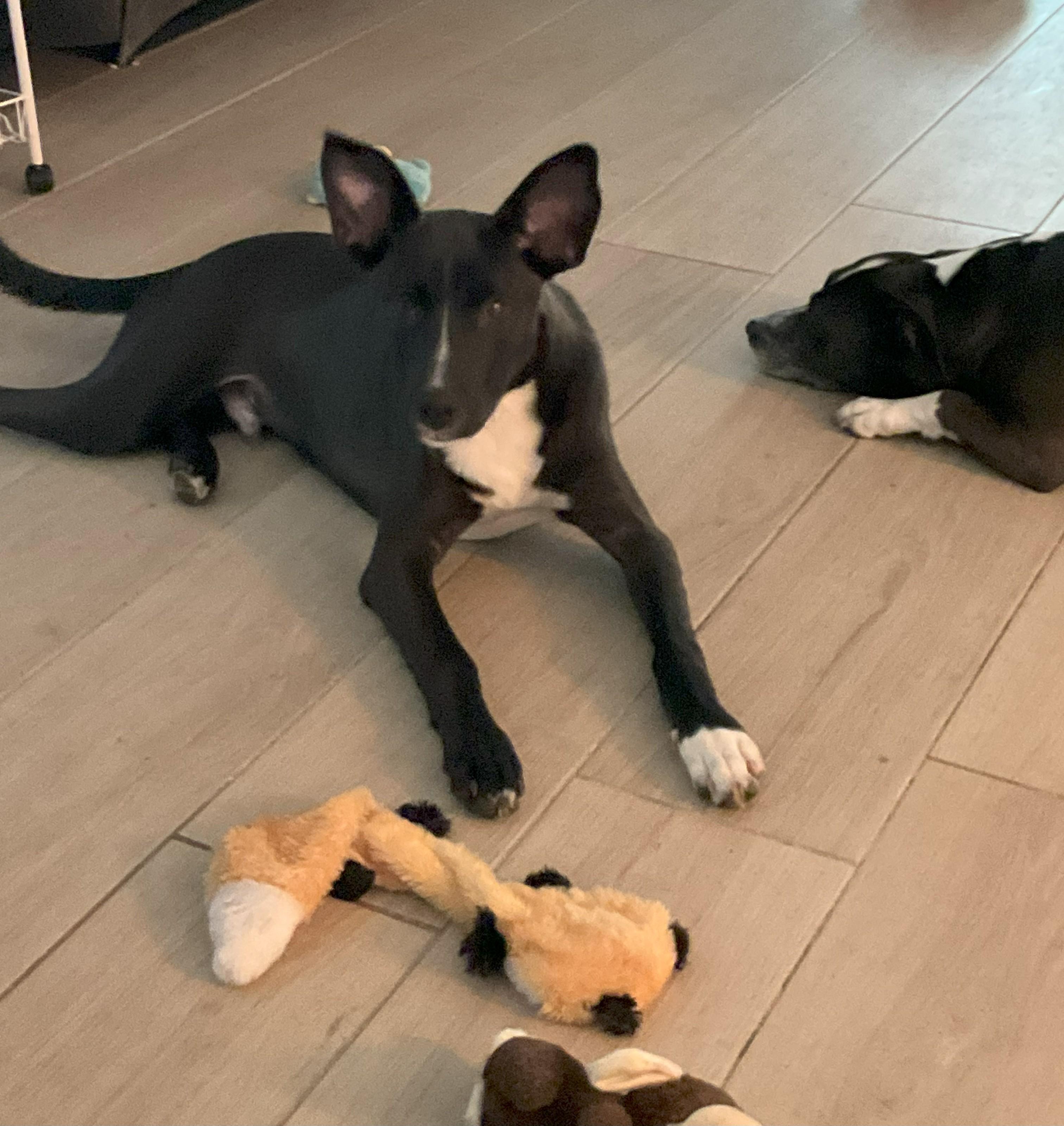 Tuck, Adoptable, Puppy Male Black Mouth Cur & Shepherd.