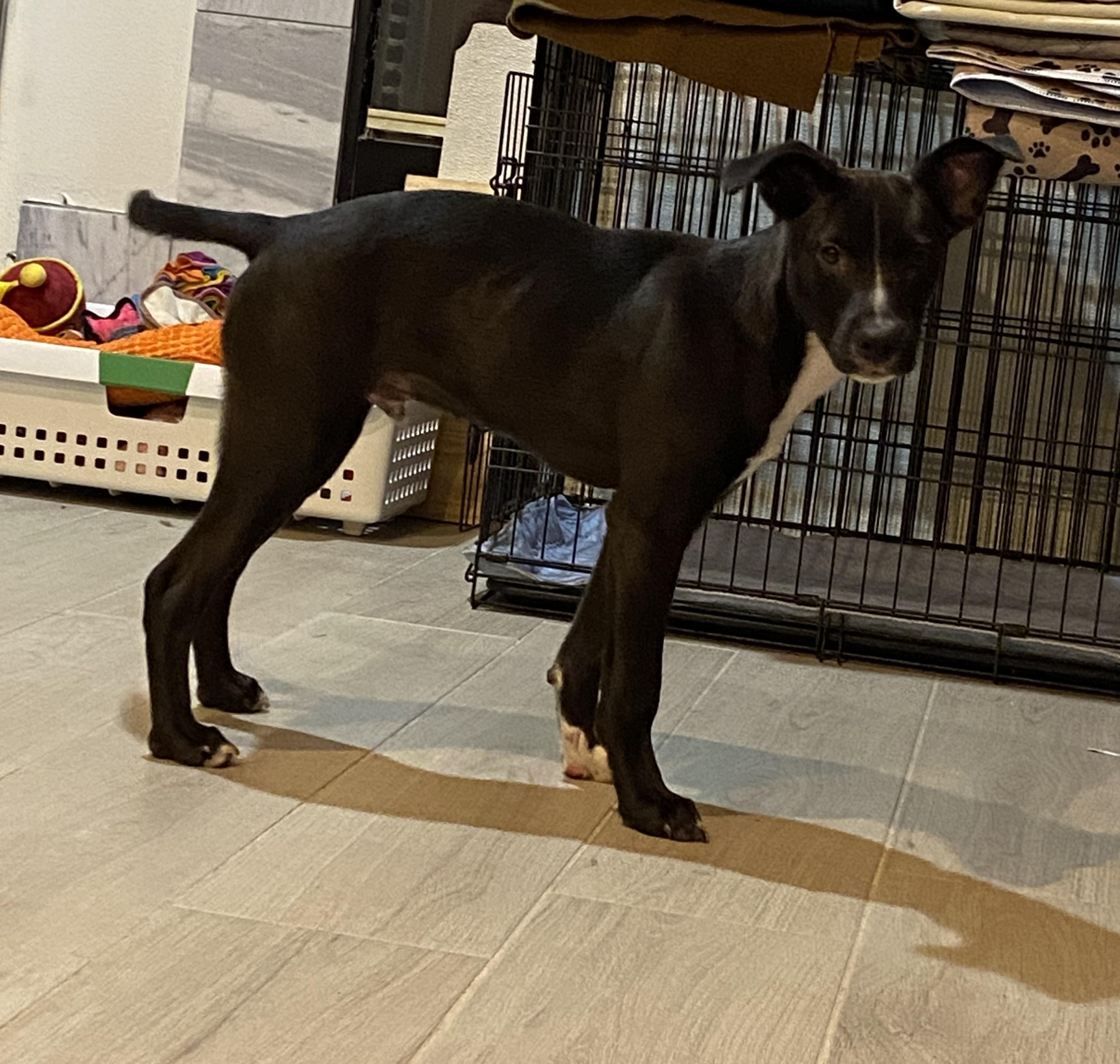 Tuck, a Adoptable mixed breed in Palatka, FL image 3/4