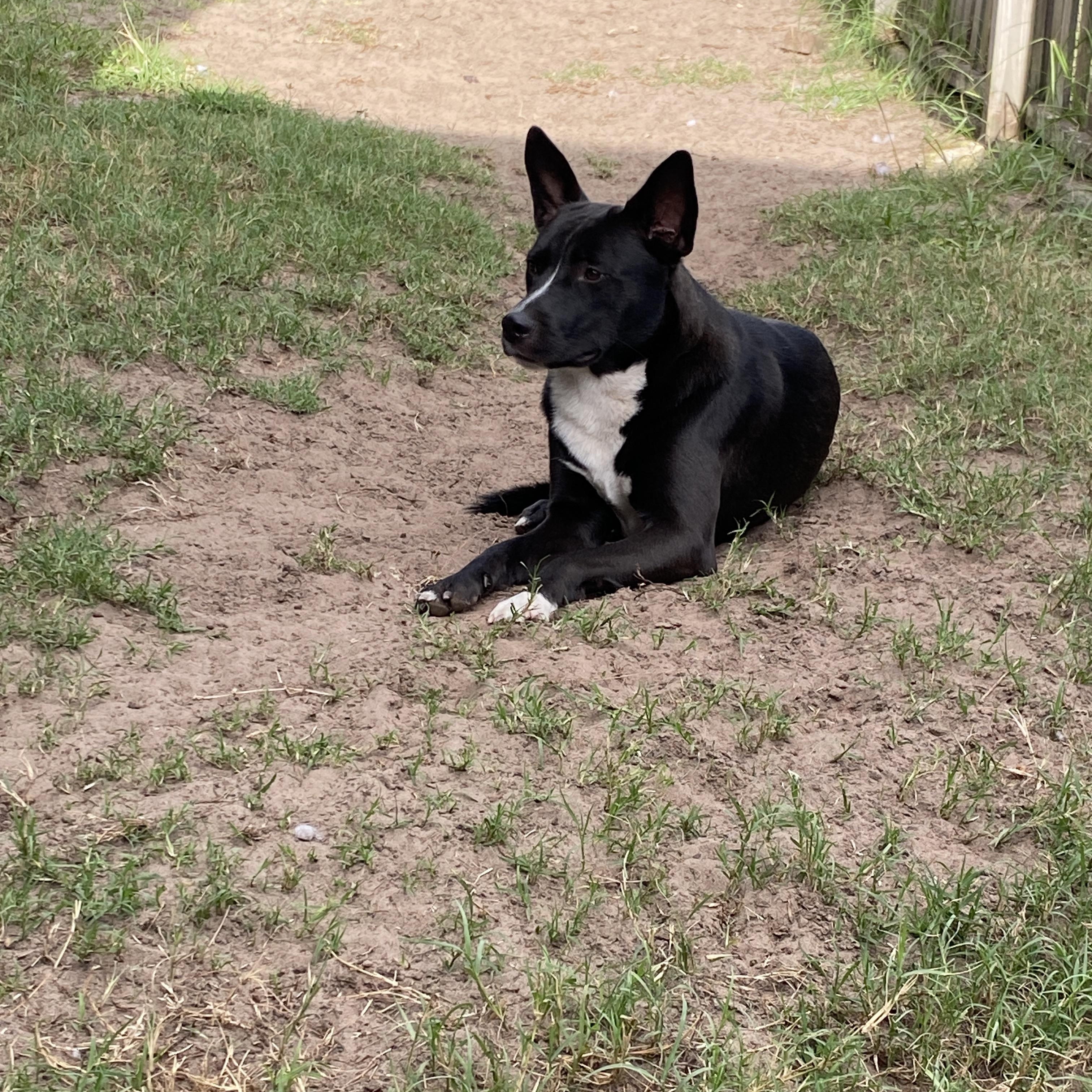 Enlarge Tuck, a Adoptable mixed breed in Palatka, FL image 2/4