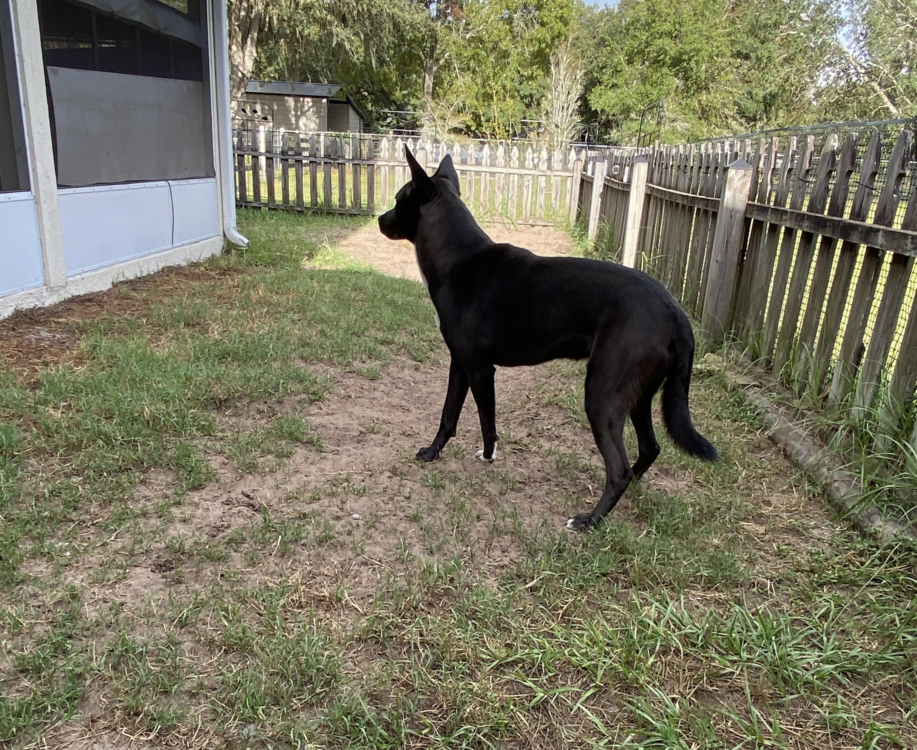 Enlarge Tuck, a Adoptable mixed breed in Palatka, FL image 3/4