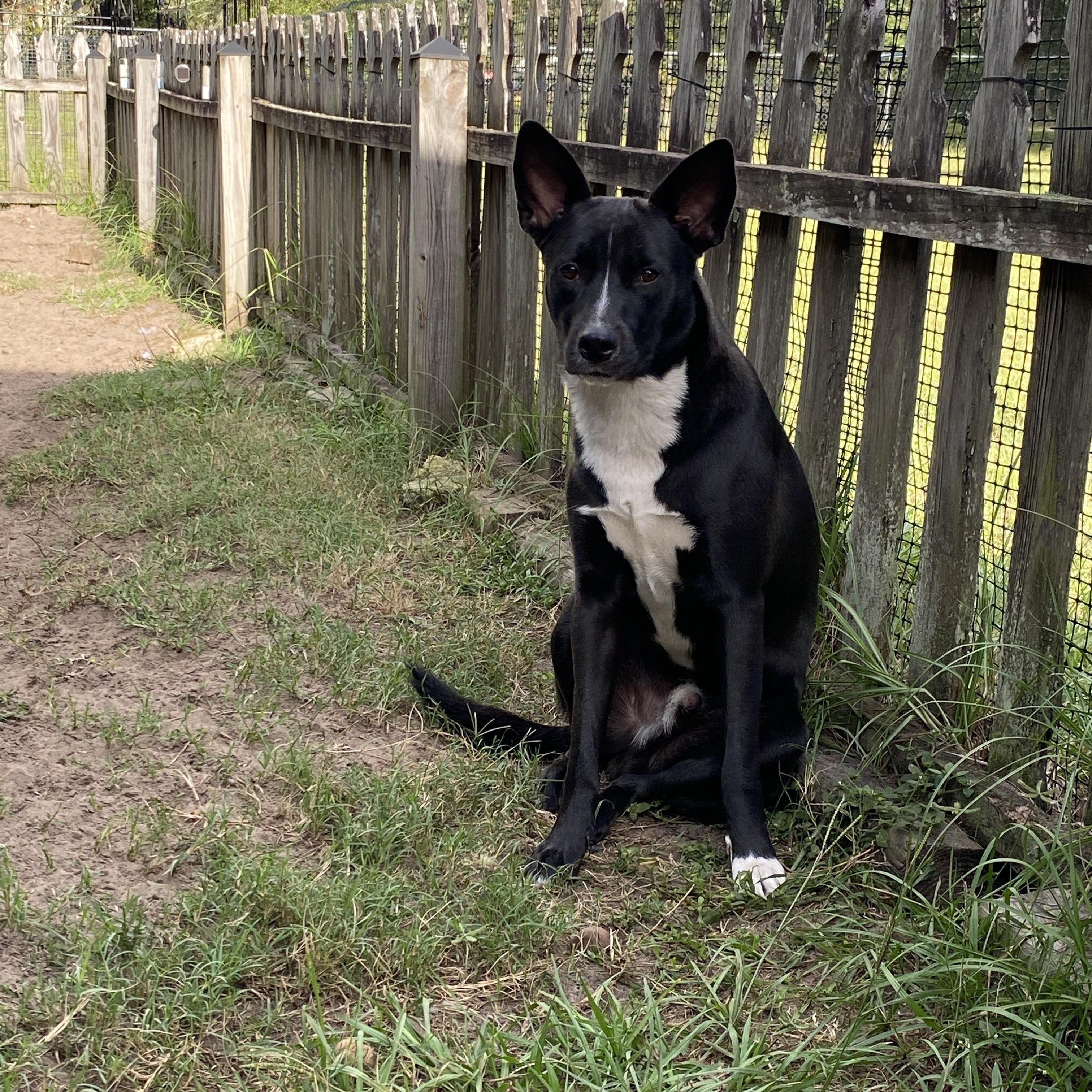 Enlarge Tuck, a Adoptable mixed breed in Palatka, FL image 1/5