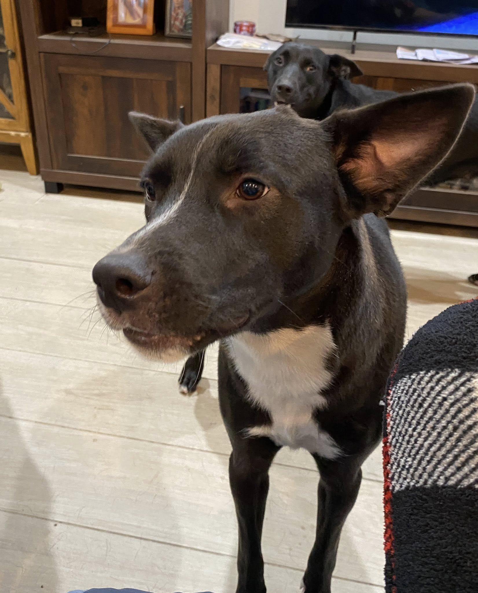 Enlarge Tuck, a Adoptable mixed breed in Palatka, FL image 2/5