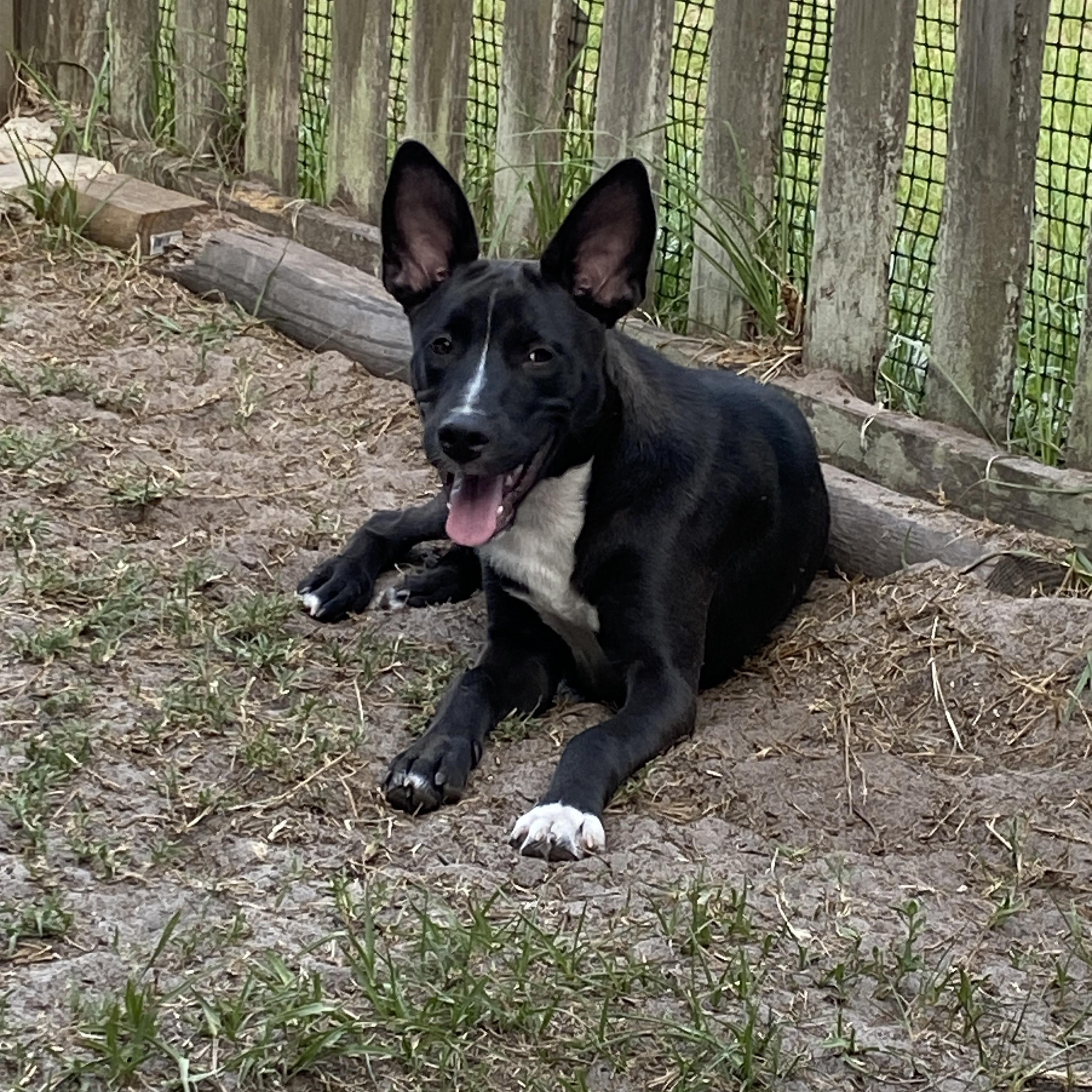 Tuck, a Adoptable mixed breed in Palatka, FL image 1/4