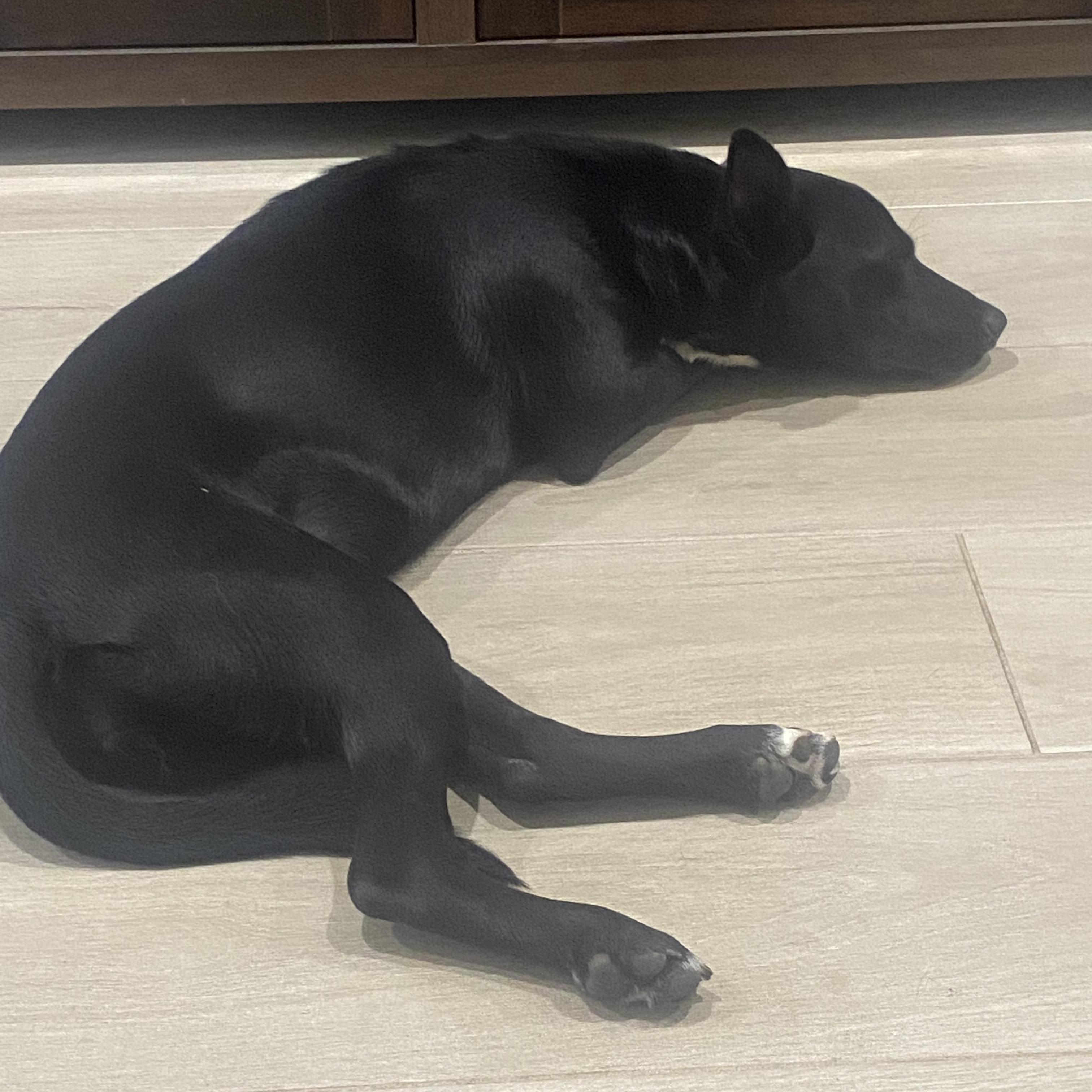 Enlarge Tuck, a Adoptable mixed breed in Palatka, FL image 5/5