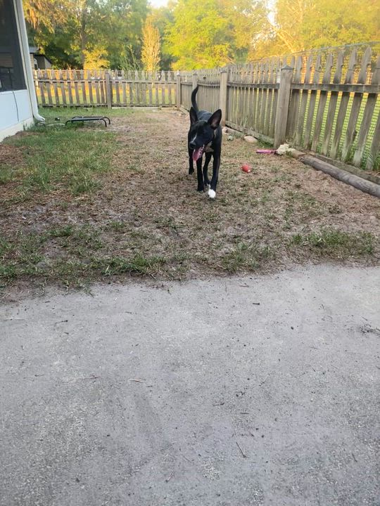 Enlarge Tuck, a Adoptable mixed breed in Palatka, FL video 4/4