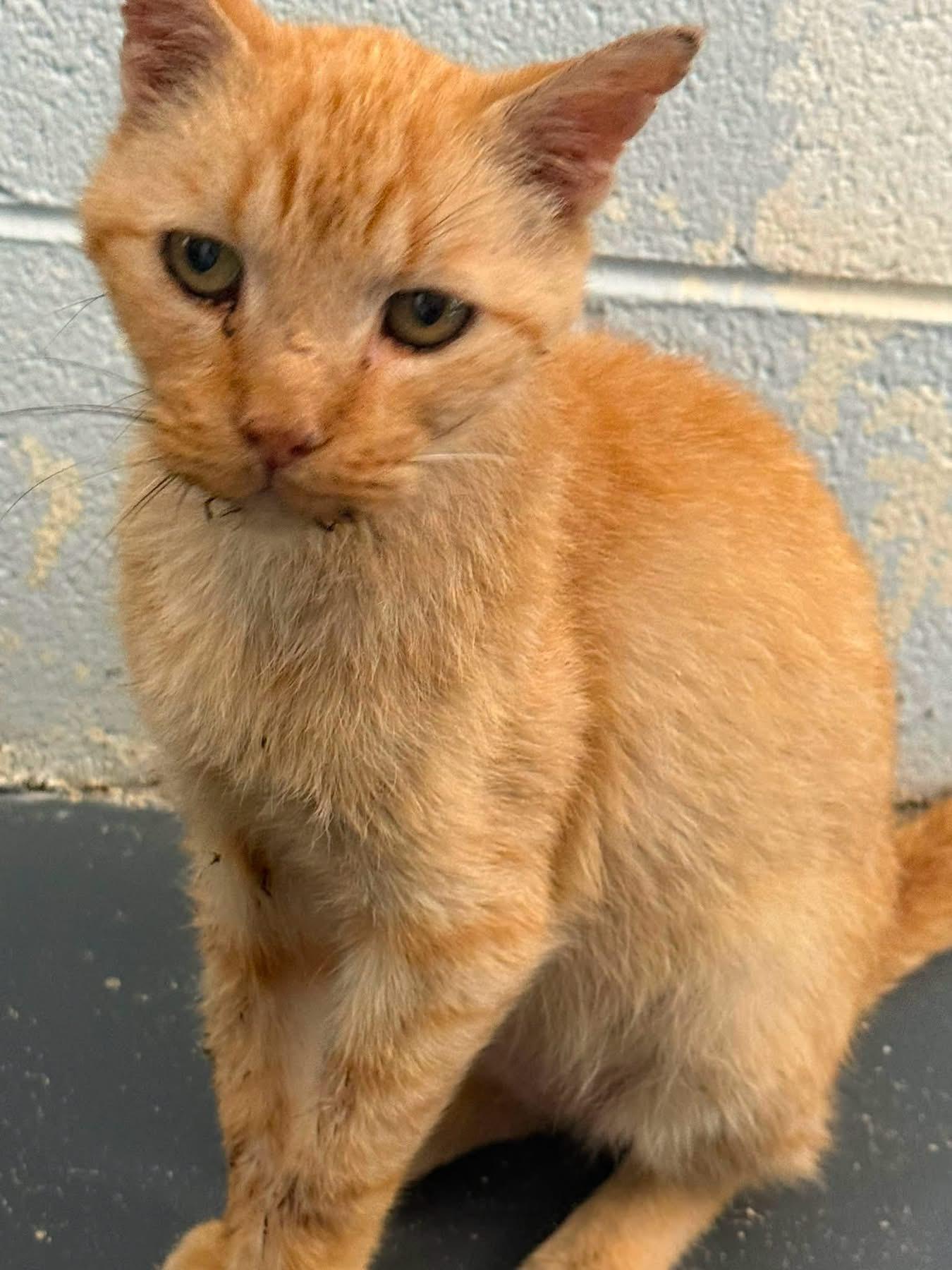 Enlarge Toby, a ADOPTABLE Domestic Short Hair in Bryson City, NC image 1/1