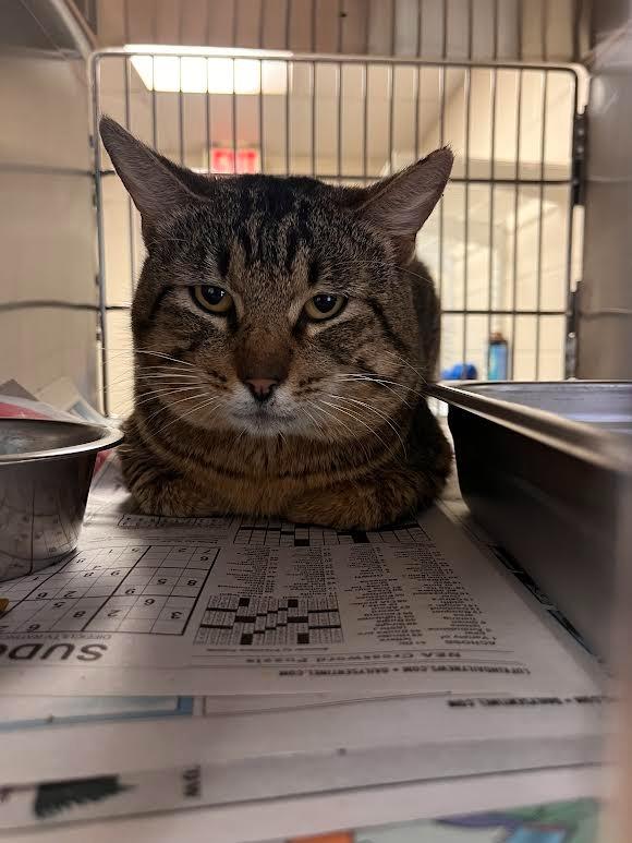 Enlarge Henry, a Adoptable Tabby in Nacogdoches, TX image 1/2