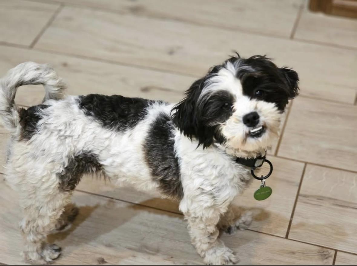 Enlarge Taylor, an adoptable mixed breed in Edmond, OK image 1/4