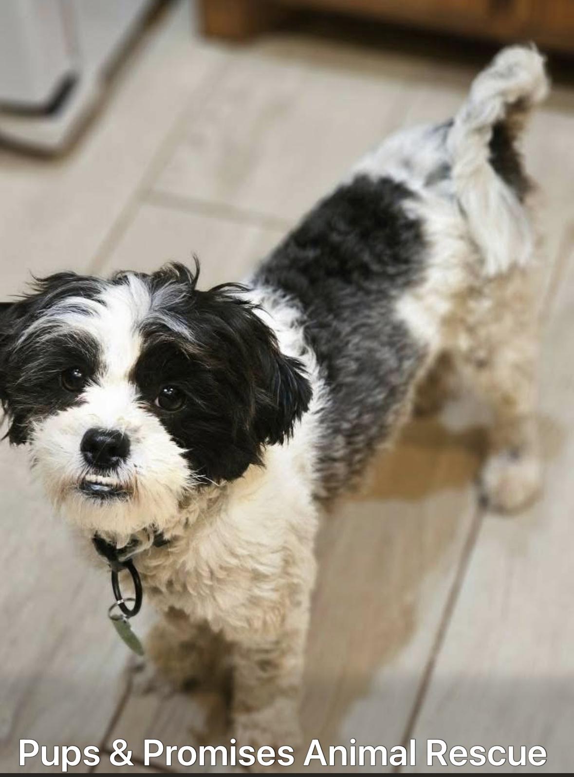 Enlarge Taylor, an adoptable mixed breed in Edmond, OK image 2/4