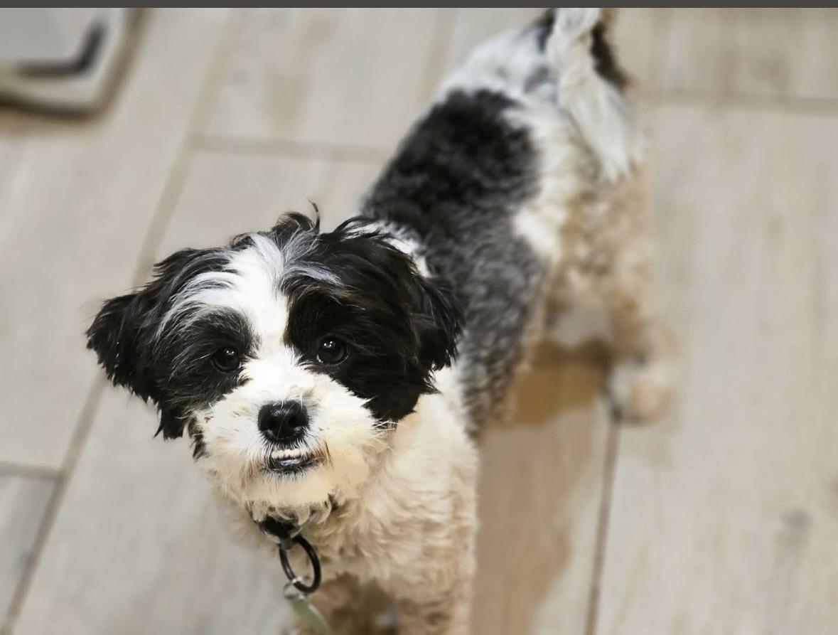 Enlarge Taylor, an adoptable mixed breed in Edmond, OK image 3/4