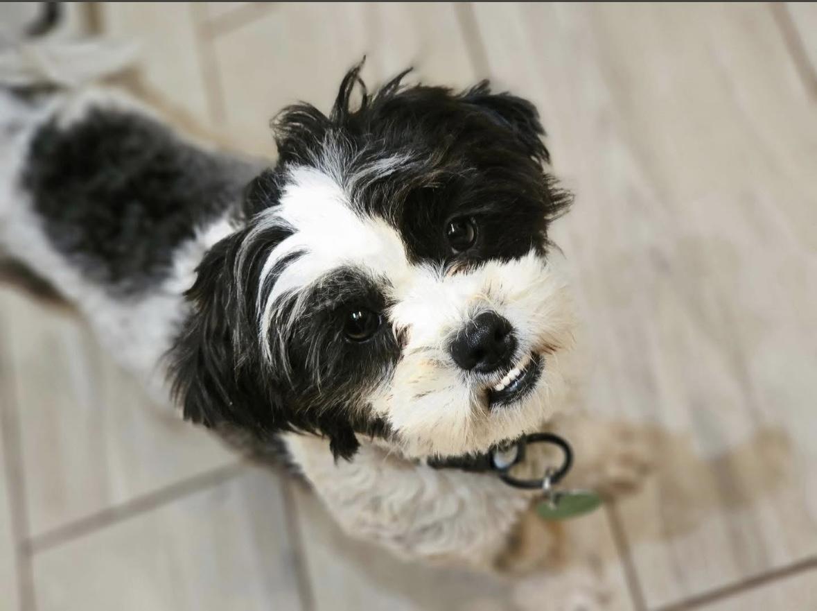 Enlarge Taylor, an adoptable mixed breed in Edmond, OK image 4/4