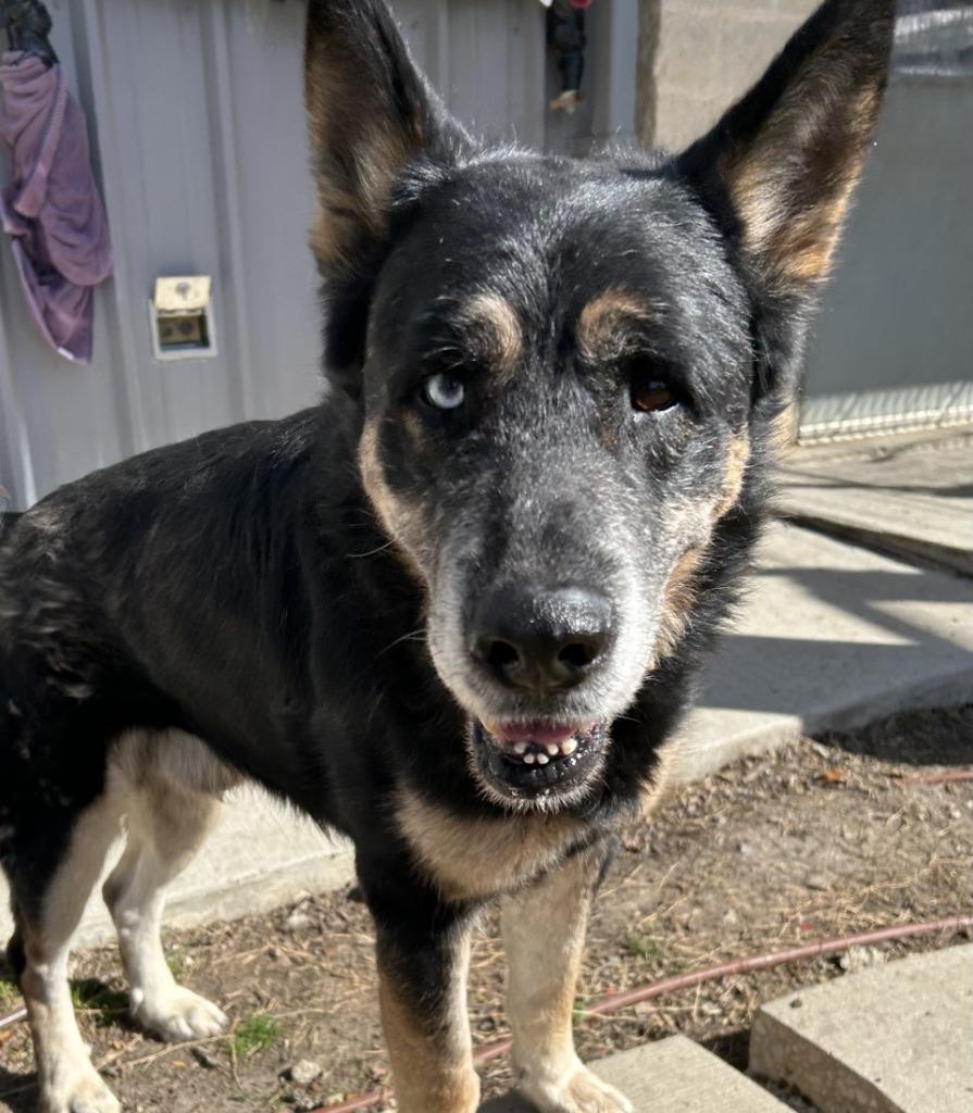 Johnny, Adoptable, Adult Male Shepherd.