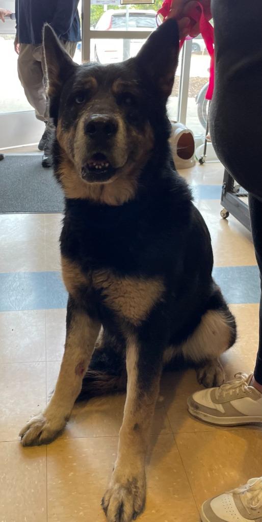 Enlarge Johnny, a Adoptable mixed breed in Little Elm, TX image 2/2