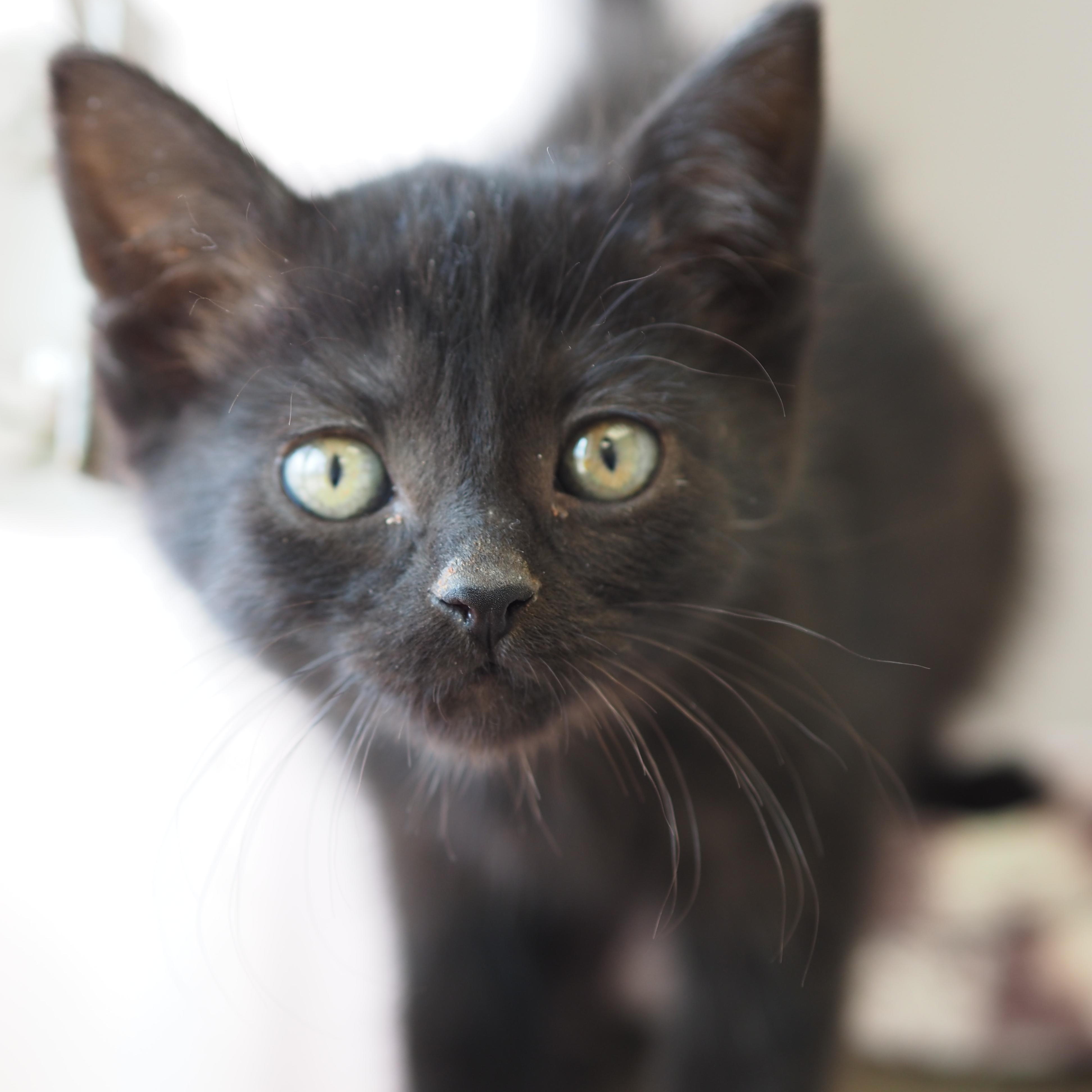 Enlarge Cheese Puff, an adopted Domestic Short Hair in Buena Vista, CO image 1/3