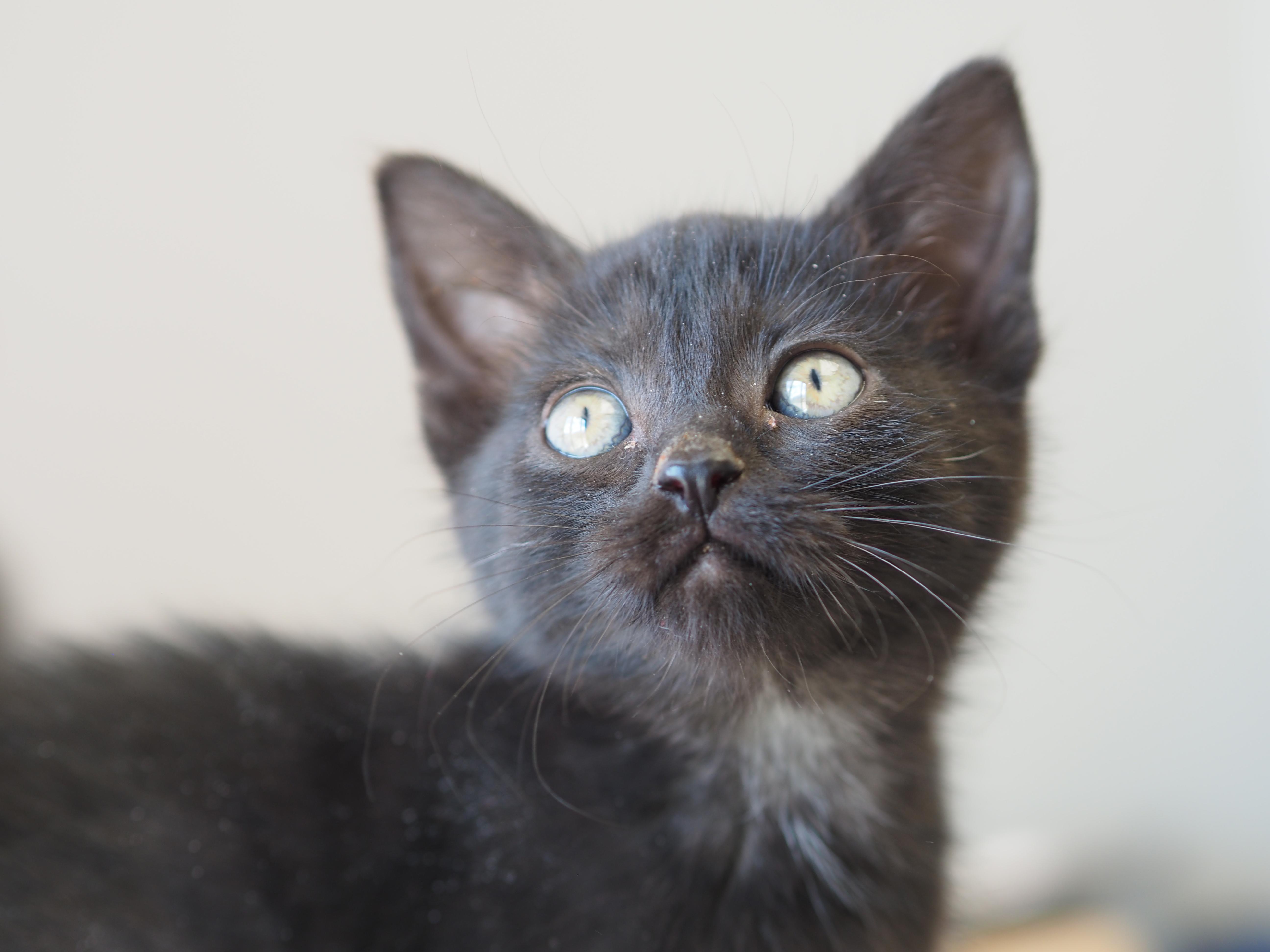 Enlarge Cheese Puff, an adopted Domestic Short Hair in Buena Vista, CO image 3/3