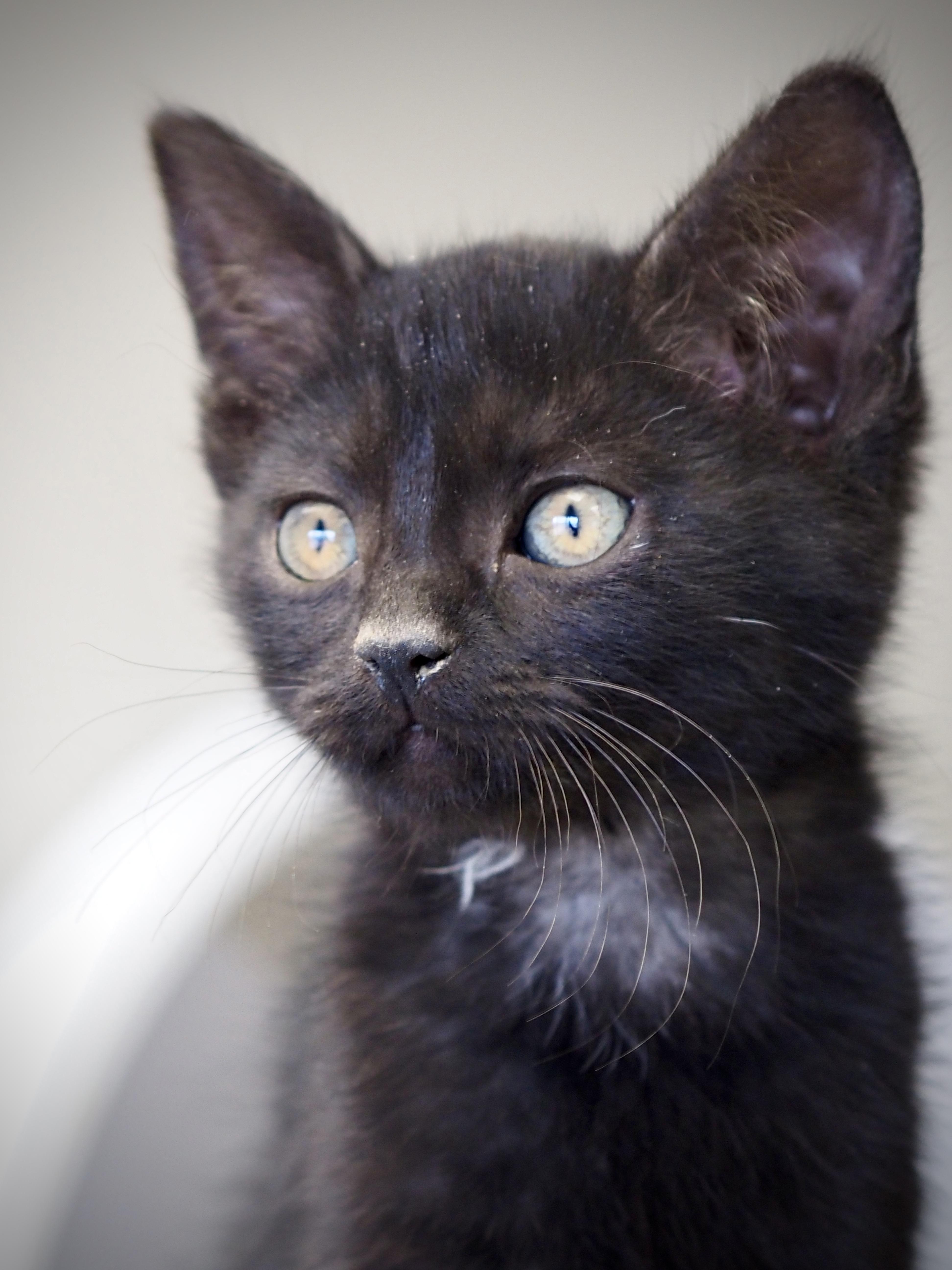Enlarge Cheese Puff, an adopted Domestic Short Hair in Buena Vista, CO image 2/3