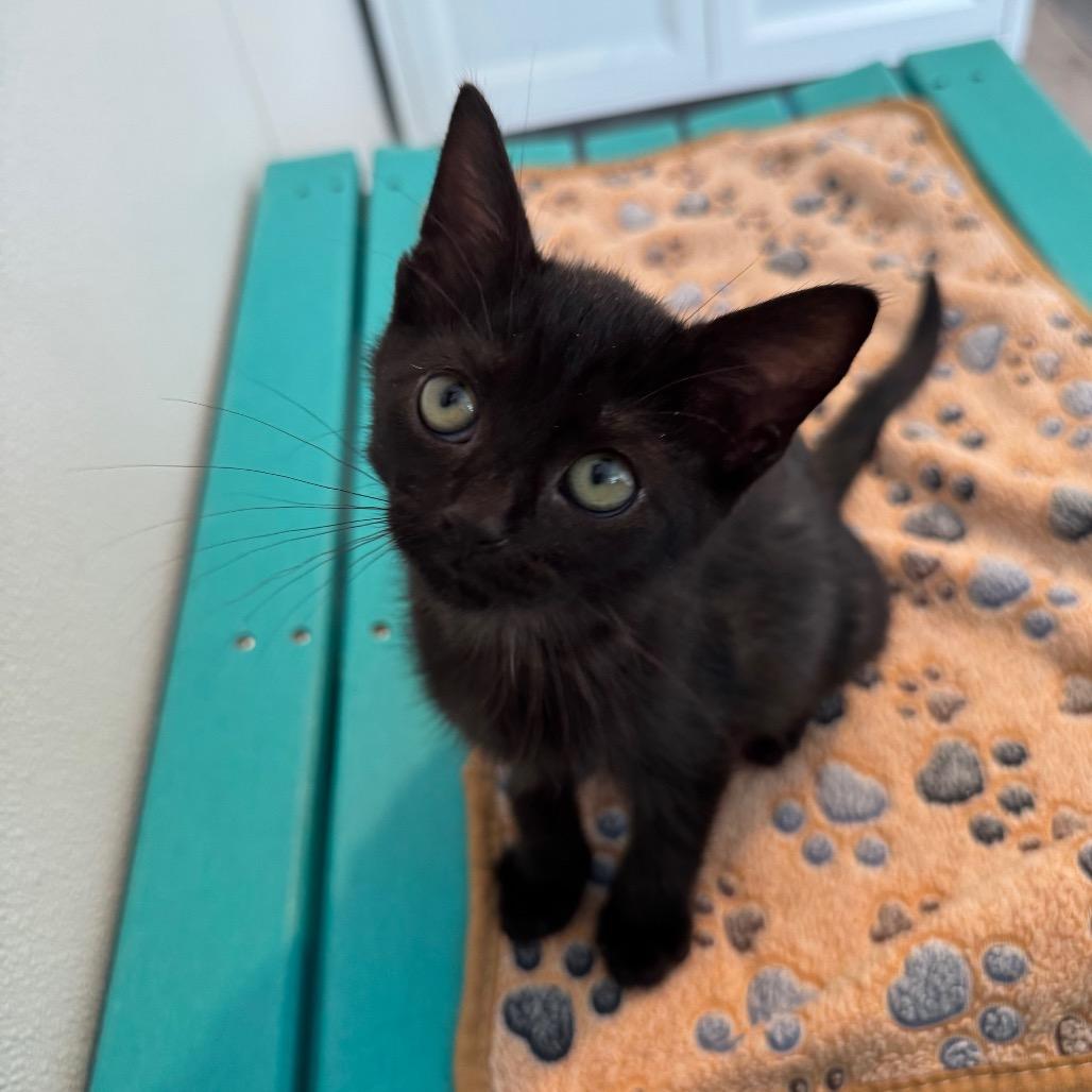 Butter, Adoptable, Kitten Male Domestic Short Hair.