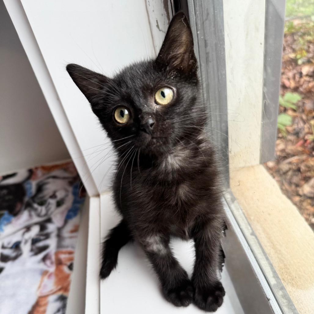 Butter, a Adoptable Domestic Short Hair in Arden, NC image 2/4