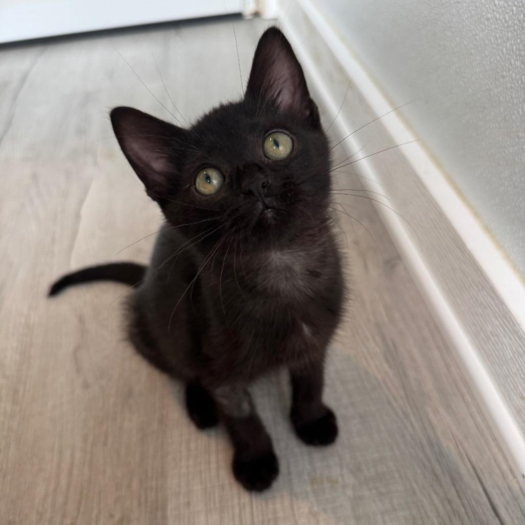 Butter, a Adoptable Domestic Short Hair in Arden, NC image 3/4