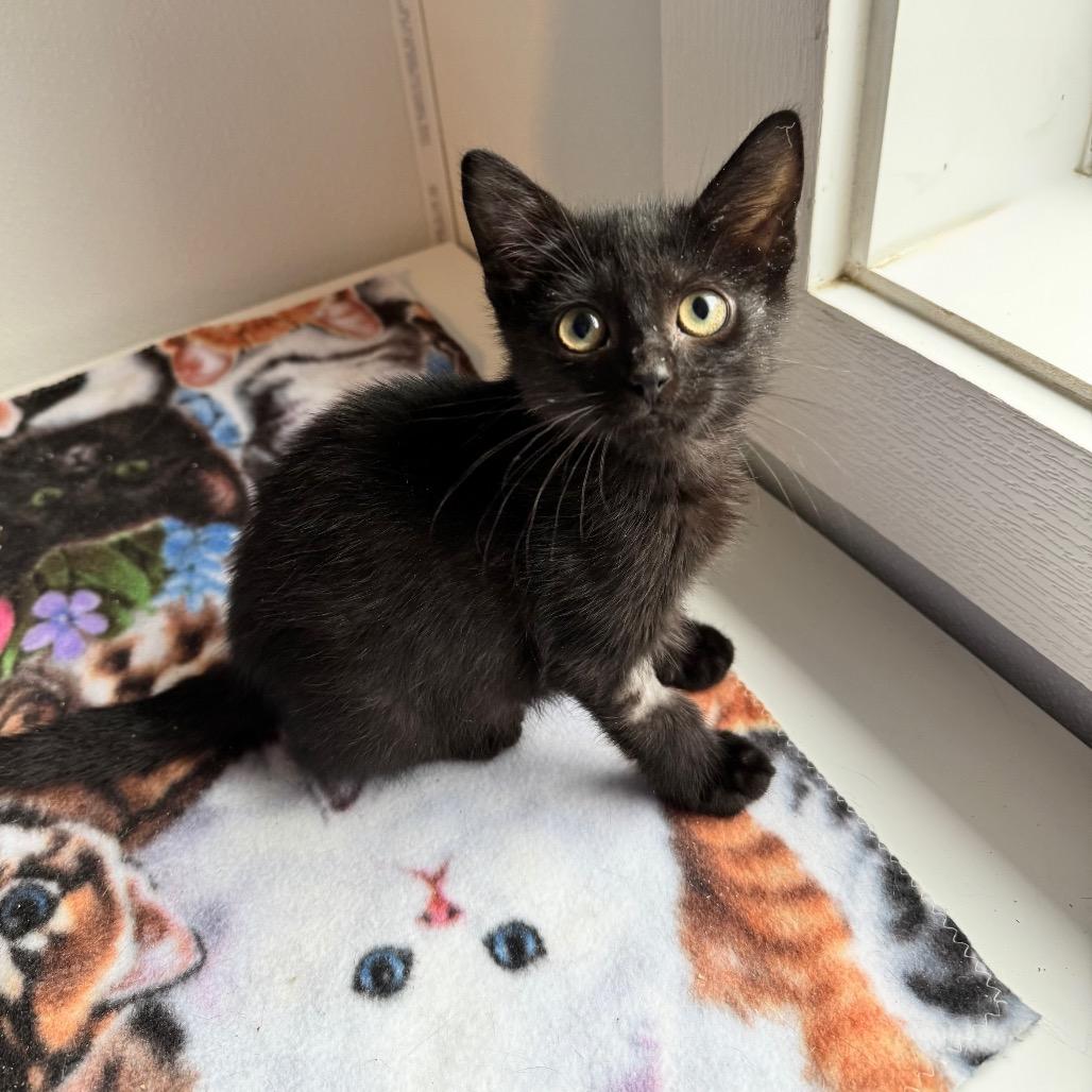 Butter, a Adoptable Domestic Short Hair in Arden, NC image 4/4
