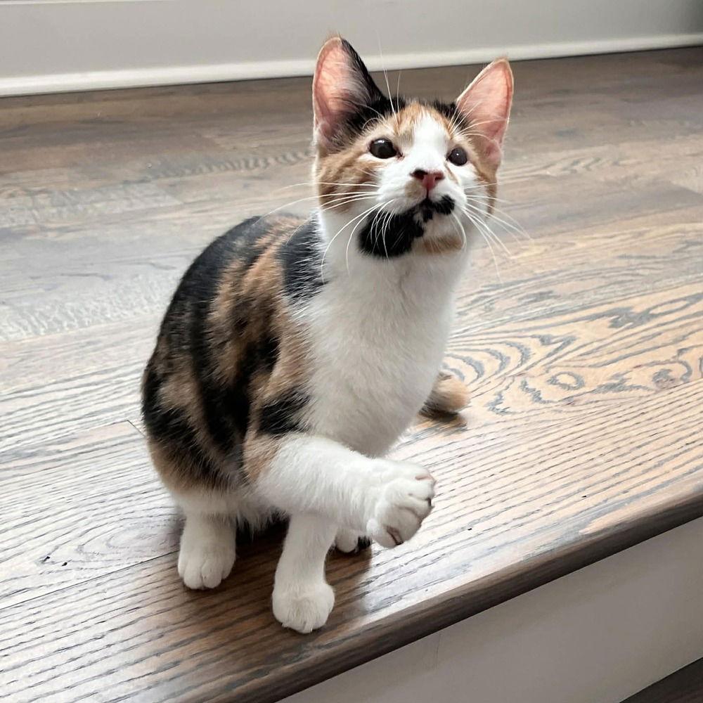 Capuchin, Adoptable, Kitten Female Domestic Short Hair.