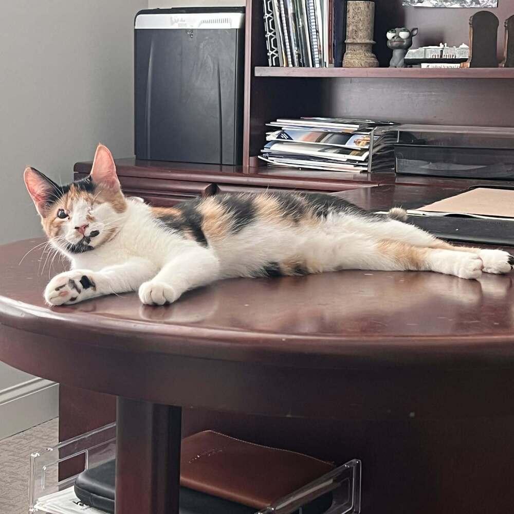 Enlarge Capuchin, a Adoptable Domestic Short Hair in Candler, NC image 2/3