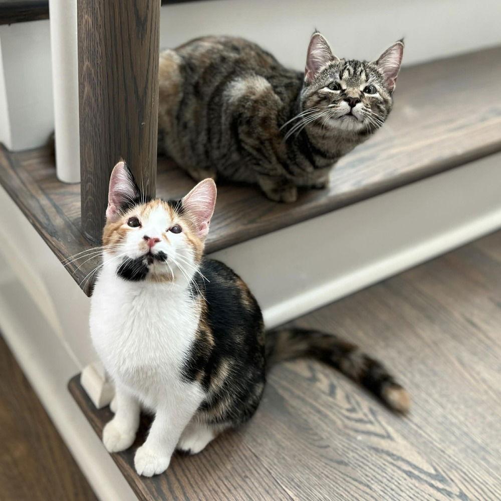 Enlarge Capuchin, a Adoptable Domestic Short Hair in Candler, NC image 3/3