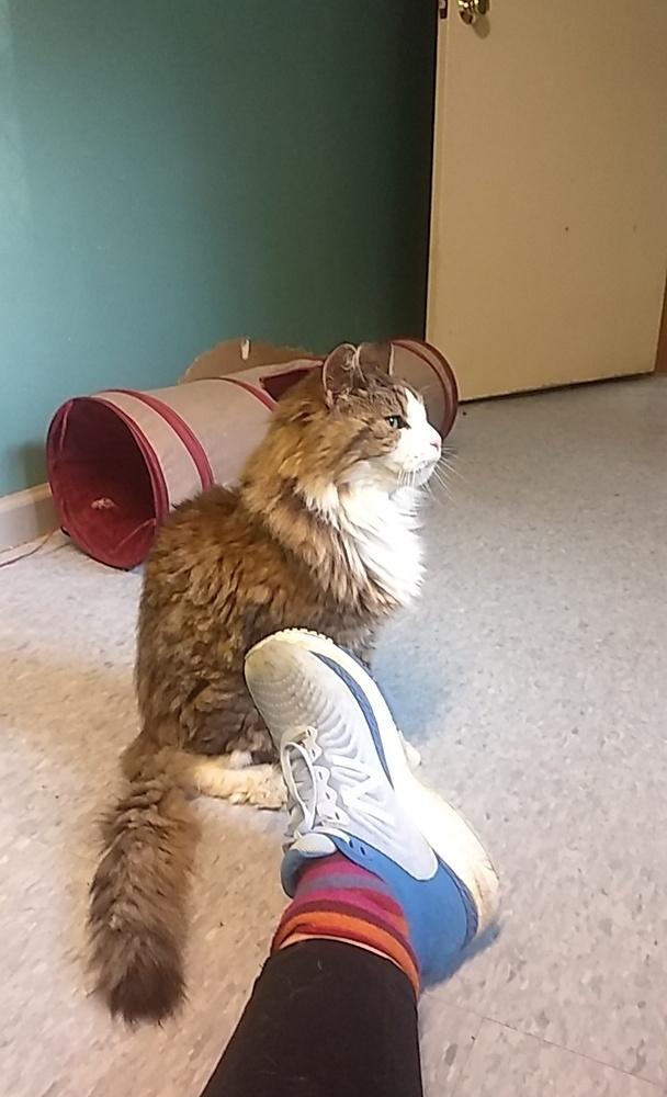 Puff, Adopted, Senior Male Maine Coon.