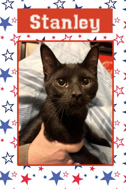 Stanley, Adoptable, Young Male Domestic Short Hair.