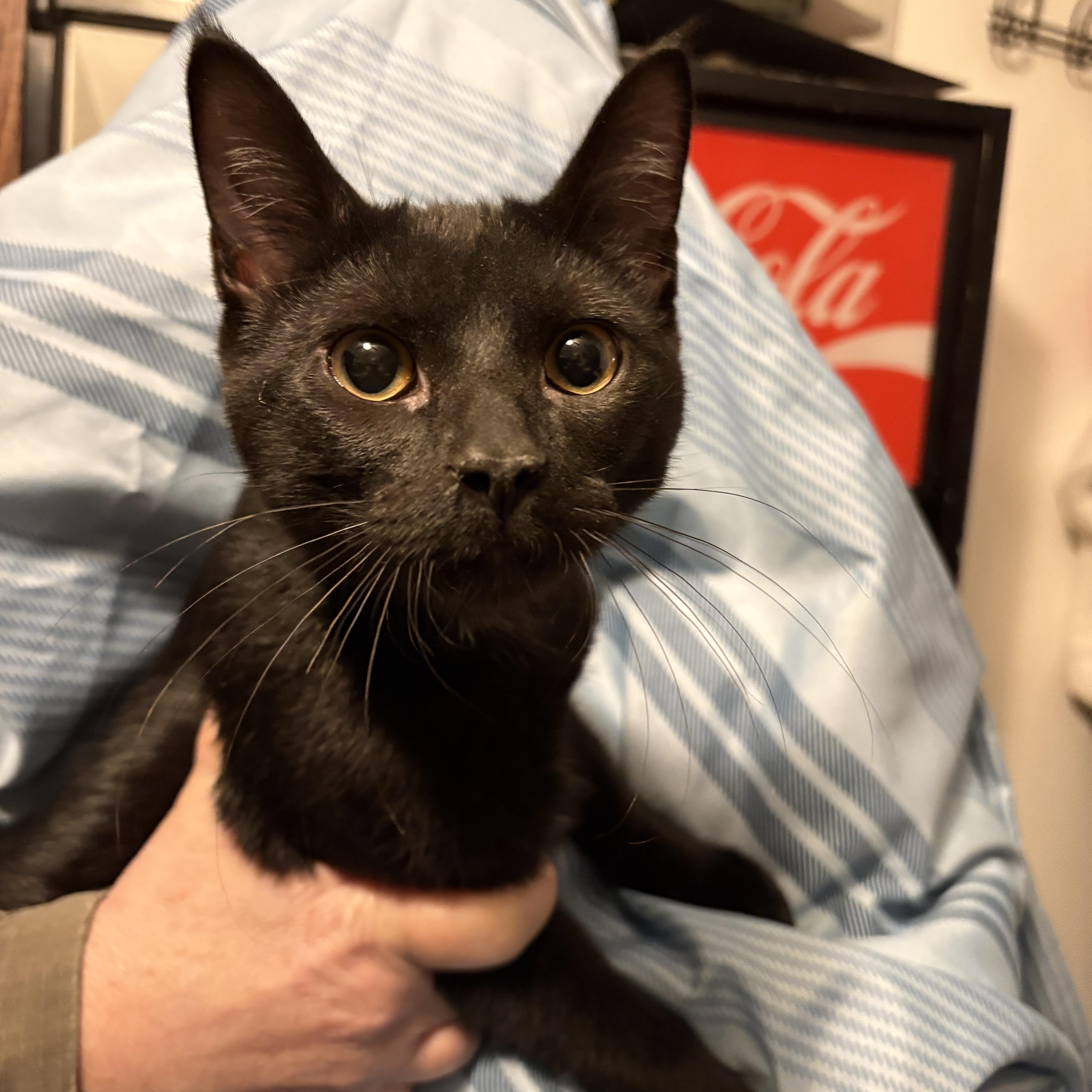 Enlarge Stanley, a Adoptable Domestic Short Hair in Kearney, NE image 2/2