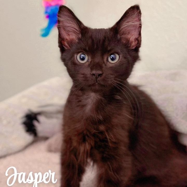 Enlarge Jasper, a Adopted Domestic Medium Hair in Columbia, MO image 1/4