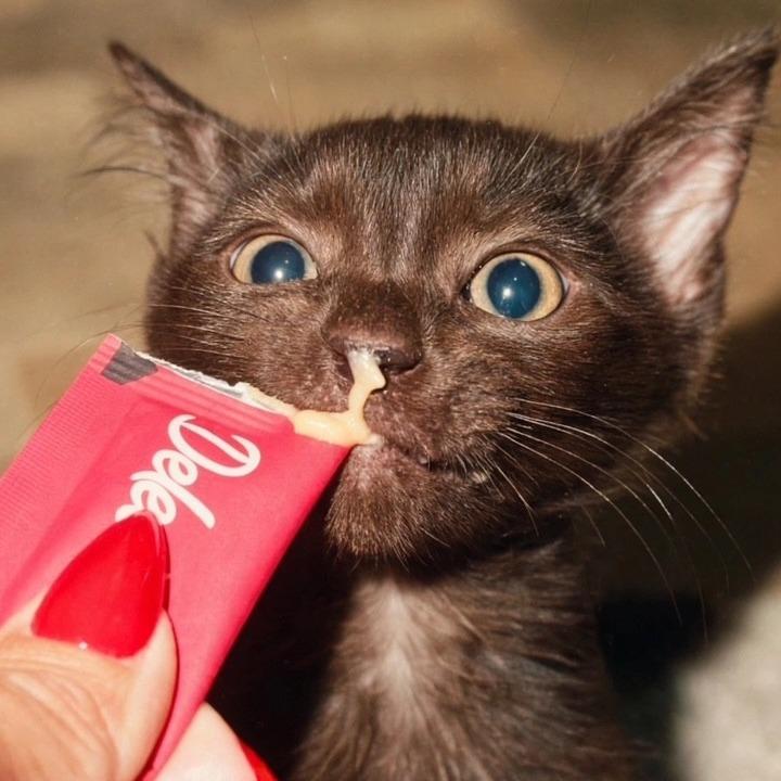 Enlarge Jasper, a Adopted Domestic Medium Hair in Columbia, MO image 2/4