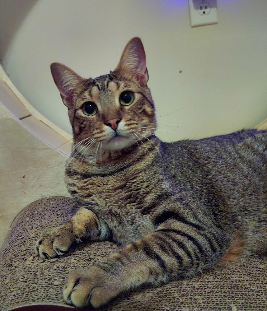 Neekoe, Adoptable, Young Male Domestic Medium Hair.