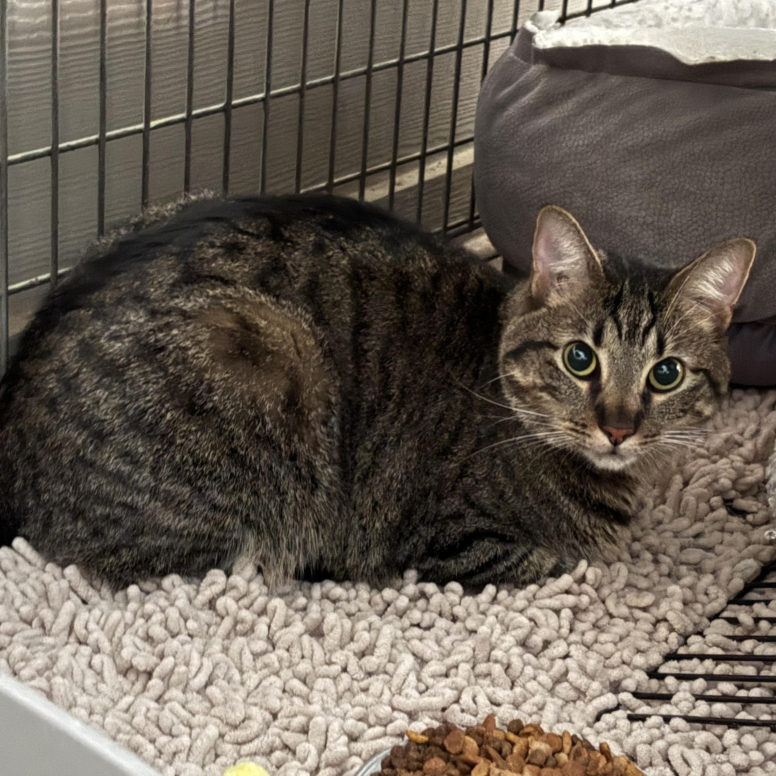 Enlarge Maisie, an adopted Domestic Short Hair in Round Rock, TX image 1/1