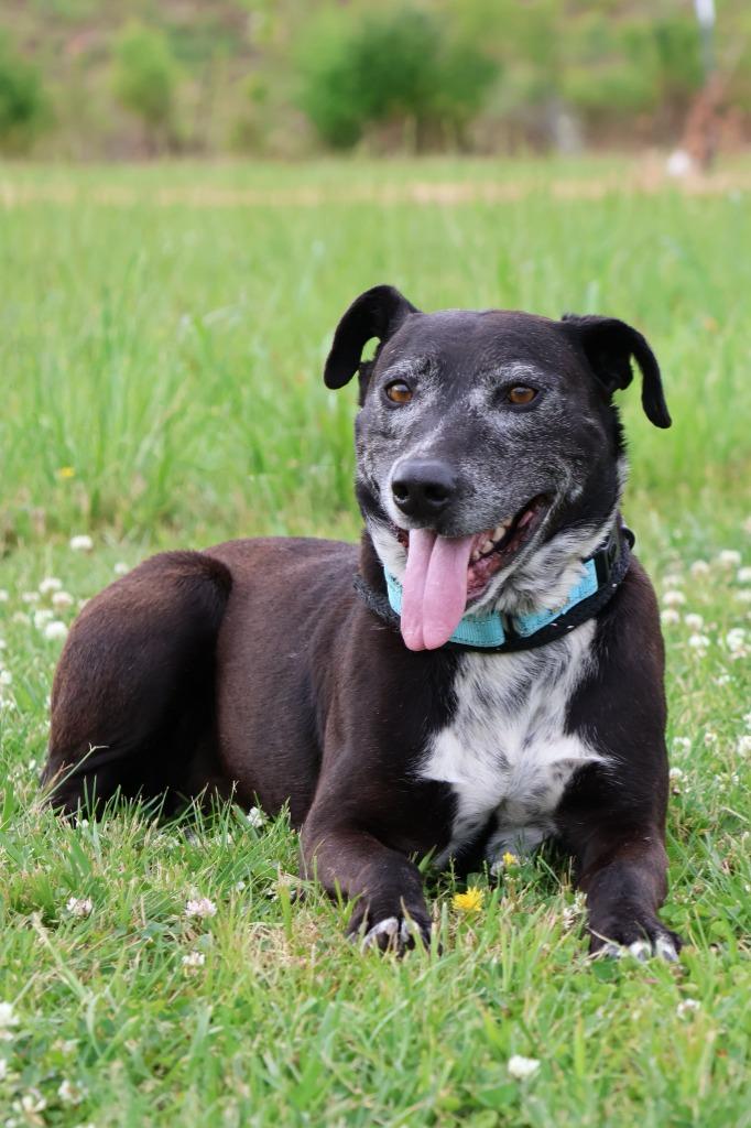 Enlarge Harold, a Adoptable mixed breed in Columbia, TN image 1/5