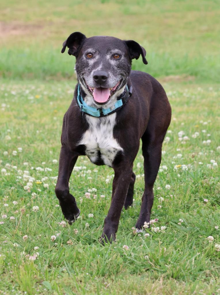 Enlarge Harold, a Adoptable mixed breed in Columbia, TN image 2/5