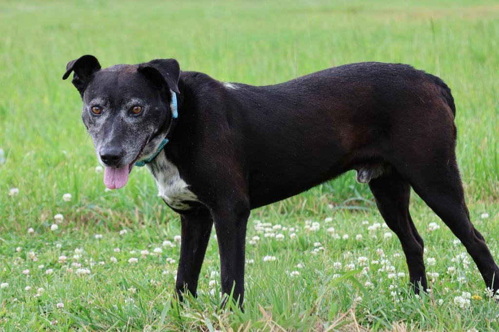 Enlarge Harold, a Adoptable mixed breed in Columbia, TN image 3/5