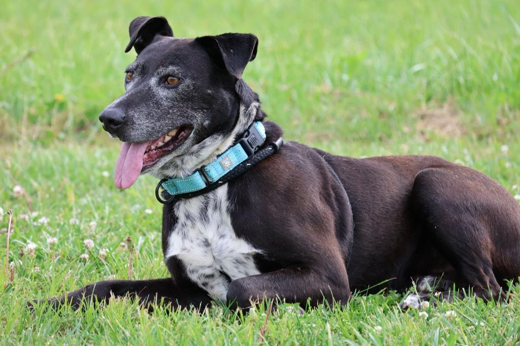 Enlarge Harold, a Adoptable mixed breed in Columbia, TN image 4/5