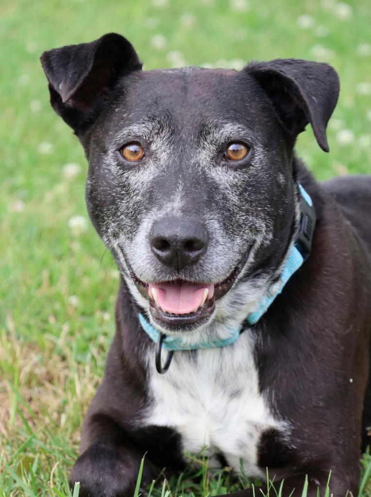 Enlarge Harold, a Adoptable mixed breed in Columbia, TN image 5/5